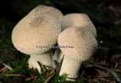 Mushrooms (lycoperdon perlatum) at Parnitha mountain