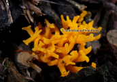 Calocera viscosa at Parnitha mountain