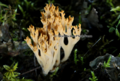 Ramaria sp. at Parnitha mountain