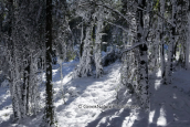 Parnitha mountain with snow