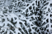 Parnitha mountain with snow