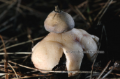 Earthstar (Geastrum campestre) at Parnitha mountain