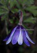 Anemone blanda at Parnitha mountain