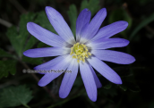 Anemone blanda at Parnitha mountain