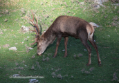 Male deer(Cervus elaphus) at Parnitha mountain