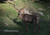 Male deer(Cervus elaphus) at Parnitha mountain