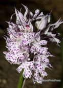 Parnitha mountain, Neotinea tridentata