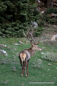 Male deer(Cervus elaphus) at Parnitha mountain