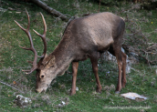 Male deer(Cervus elaphus) at Parnitha mountain