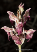 Parnitha mountain, Orchis fragrans