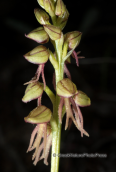 Parnitha mountain, Orchis anthropophora