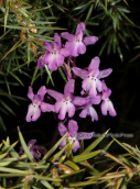 Parnitha mountain, orchis quadripunctata