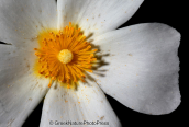 Parnitha mountain, Cistus salvifolius