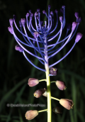 Parnitha mountain, Muscari comosum