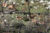 Deers (Cervus elaphus) at the burned forest of Parnitha mountain