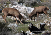 Young male deers at the burned forest of Parnitha mountain