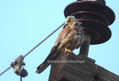 Lesser Kestrel