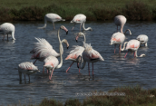 Greater flamingos at Porto lagos