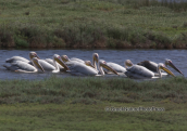 White pelicans at Porto lagos