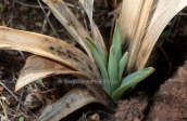 The new leaves of the asphodel appears after the first rain falls