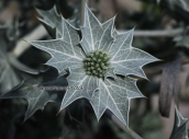 Eryngium maritimum