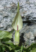 Arum maculatum at Ochi mountain