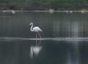 A lonely young flamingo at Oropos lagoon