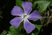 Vinca major at Oropos(Attica)