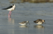 Marsh sandpiper and ruff at Oropos lagoon