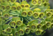 Euphorbia characias, at Parnitha mountain