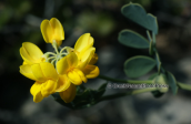 Coronilla valentina, at Parnitha mountain