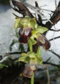 Orchid (Ophrys fusca) at Parnitha mountain