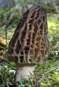 Mushroom (Morchella sp.) at Parnitha mountain