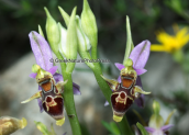 Orchids (Ophrys oestrifera) at Parnitha mountain