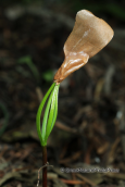 The first leaves comes out  of the seed of the greek fir tree (Abies cephalonica)