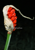 Arum maculatum at Parnitha mountain