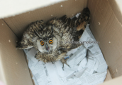 Injured long-eared Owl to the way to EKPAZ  for healing