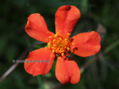 Geum sp.