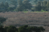 Vravrona wetlands