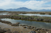 Nea Artaki wetlands at Evia