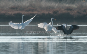 Great white egrets at Oropos lagoon