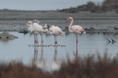 Greater flamingos at Oropos lagoon