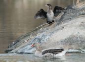 Pygmy cormorant, at a park at the suburbs of Athens