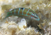 Ornate wrasse (Thalassoma pavo) at Sounio