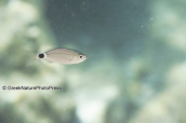 Saddled bream (Oblada melanura) at Sounio