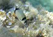 Two Banded Sea Bream  at Sounio