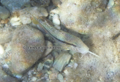 Red mullet (Mullus sumuletus) at Sounio