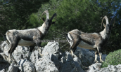 Capra aegagrus at Parnitha mountain