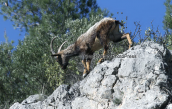 Young Capra aegagrus creticus at Parnitha mountain