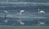 Greater flamingos at Psiftas lagoon